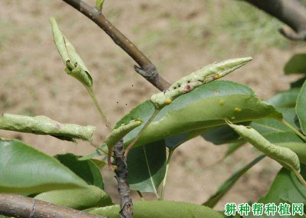 种植梨如何防治梨缩叶病？