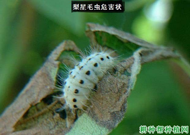 种植梨树如何防治梨星毛虫？