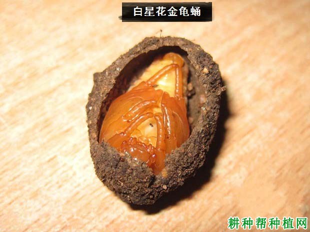 种植梨树如何防治白星花金龟？