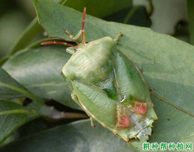 种植梨树如何防治珀蝽？