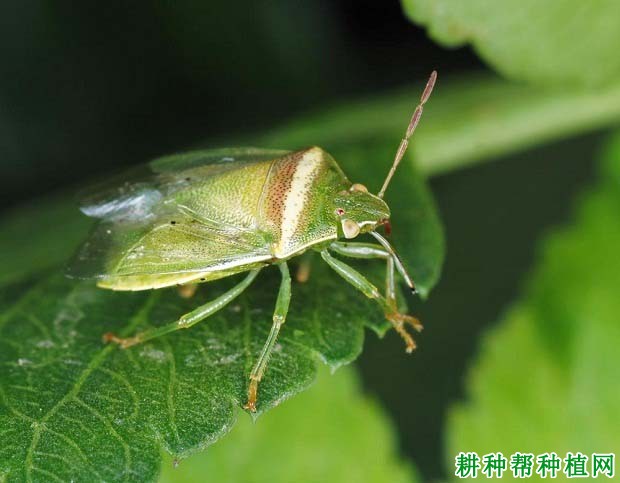 种植梨树如何防治珀蝽？