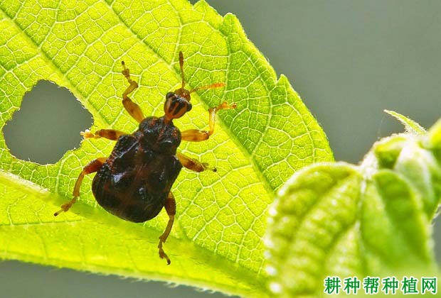 种植梨树如何防治梨卷叶象甲？