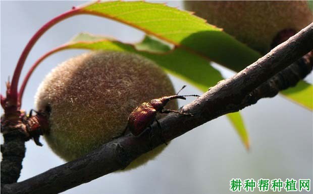 种植梨树如何防治梨卷叶象甲？