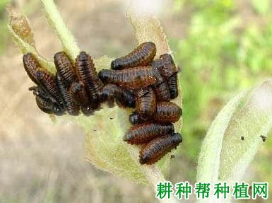 种植梨树如何防治梨叶甲？