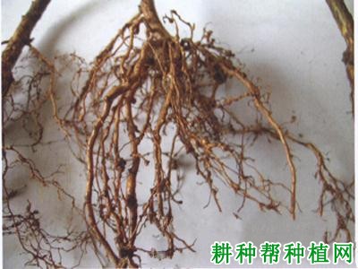 种植桃树如何防治桃园根结线虫病？