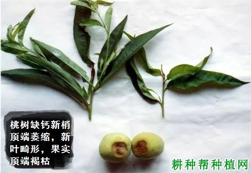 桃树缺钙症有什么症状？