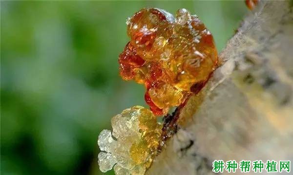 种植桃树如何防治桃树非侵染性流胶病？