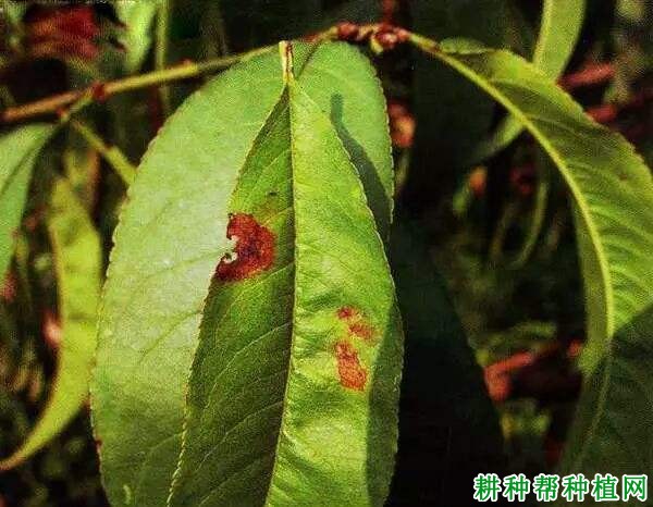 种植桃树如何防治桃灰霉病？