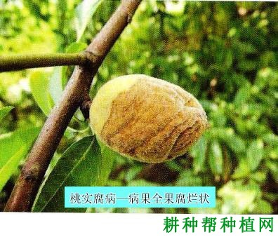 种植桃树如何防治桃实腐病？