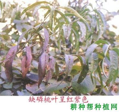 桃树缺磷症有什么症状？