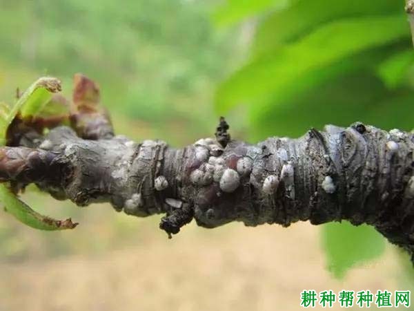 种植桃树如何防治桑白蚧？