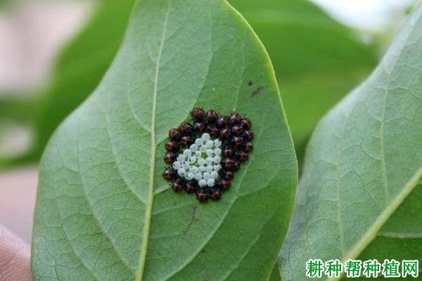 种桃树如何防治麻皮蝽？