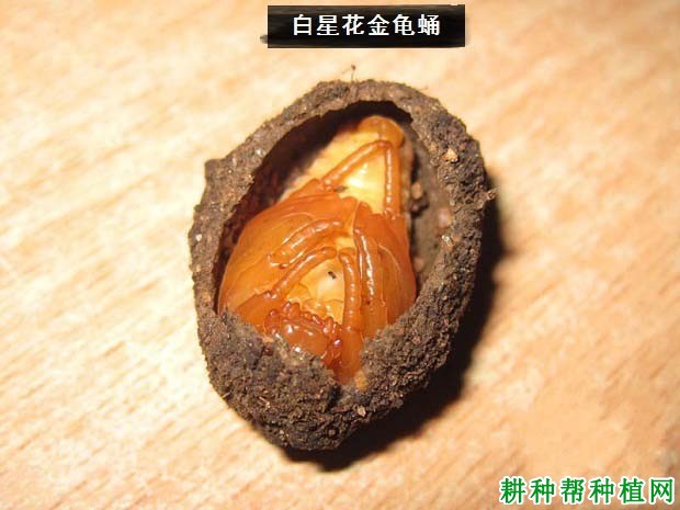 种桃树如何防治白星花金龟？