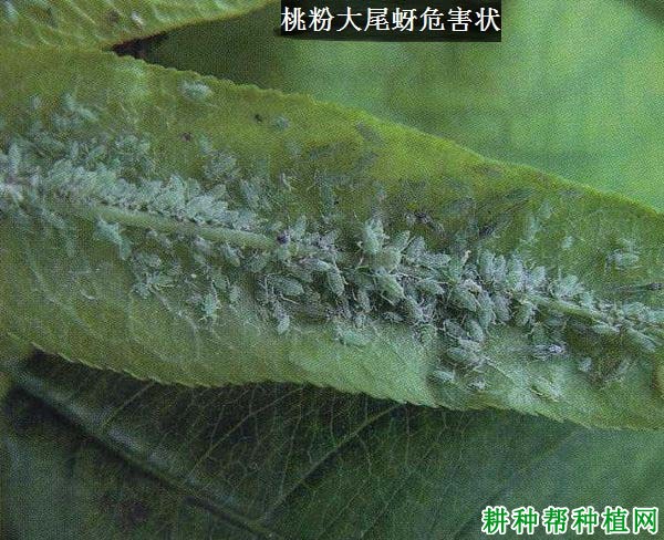 种桃树如何防治桃粉大尾蚜？