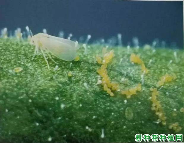 种西瓜如何防治烟粉虱？