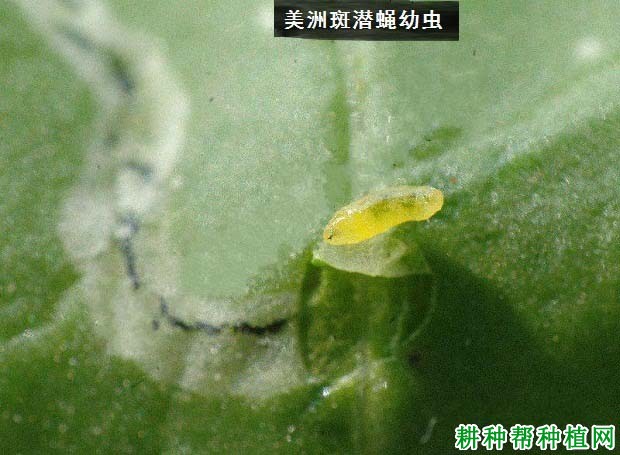 种西瓜如何防治美洲斑潜蝇？