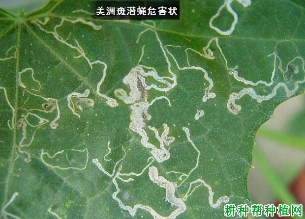 种西瓜如何防治美洲斑潜蝇？