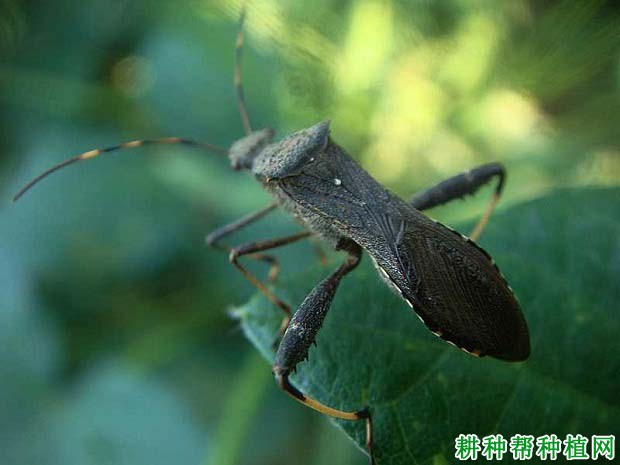 种龙眼如何防治点蜂缘蝽？