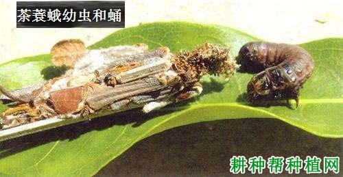 种龙眼如何防治茶蓑蛾？