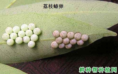 种龙眼如何防治荔枝蝽？