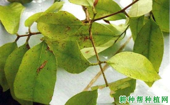 种荔枝如何防治荔枝藻斑病？