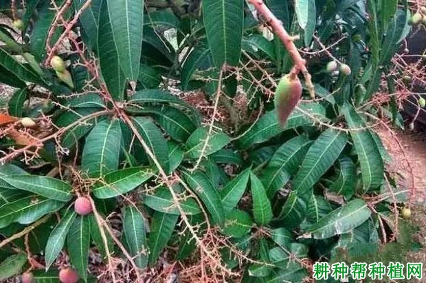 芒果缺硼怎么办？