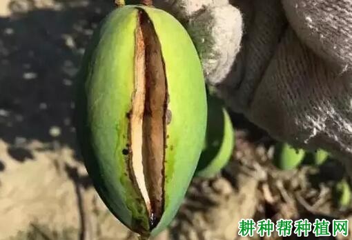 芒果裂果病如何预防？