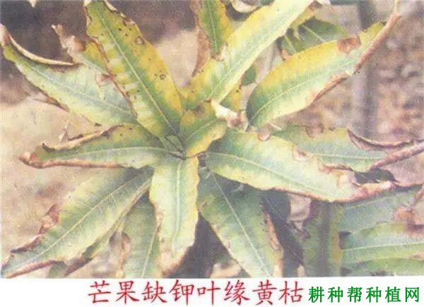 芒果缺钾怎么办？