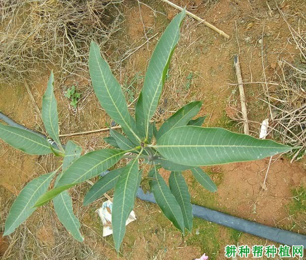 芒果缺磷怎么办？