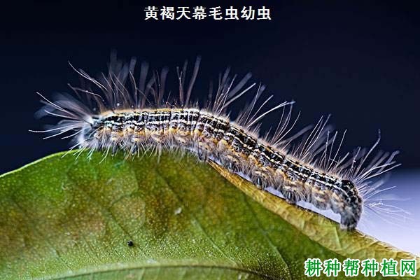 种芒果如何防治黄褐天幕毛虫？