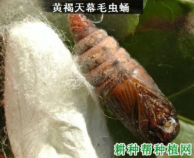 种芒果如何防治黄褐天幕毛虫？