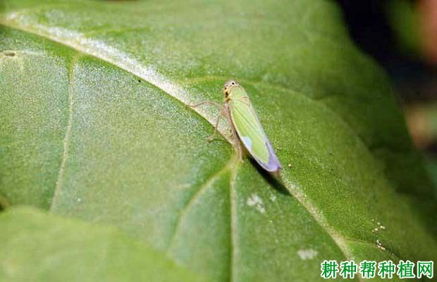 种芒果如何防治大青叶蝉？