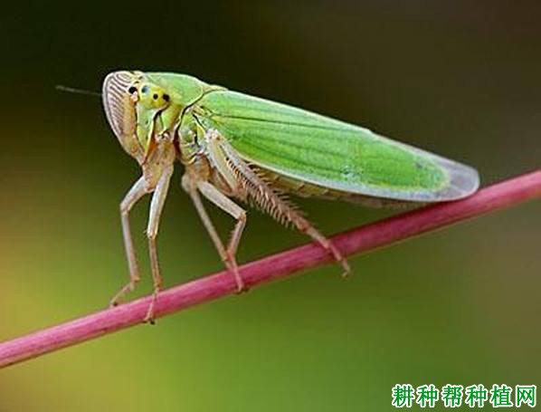 种芒果如何防治芒果扁喙叶蝉？