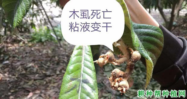 种枇杷如何防治木虱？