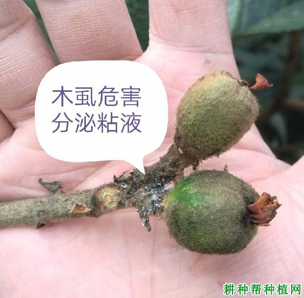 种枇杷如何防治木虱？