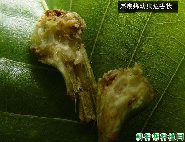 种板栗如何防治栗瘿蜂？