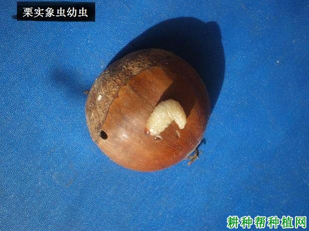 种板栗如何防治栗实象虫？