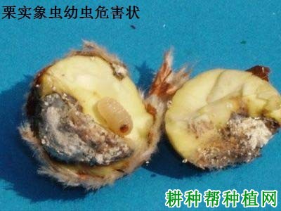 种板栗如何防治栗实象虫？