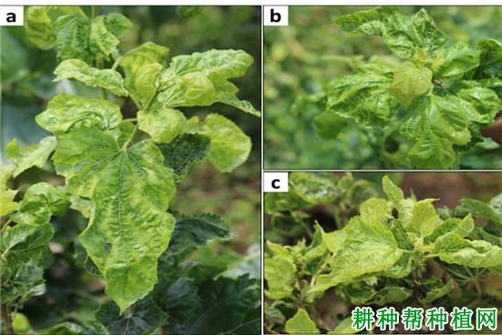 种桑葚如何防治桑花叶病？