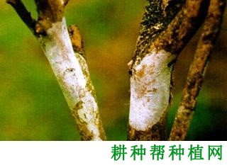 种桑葚如何防治桑膏药病？