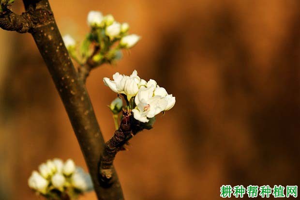 梨树开花结果有什么特点？