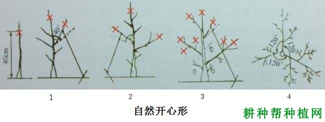 温室大棚桃树采用什么树形好？