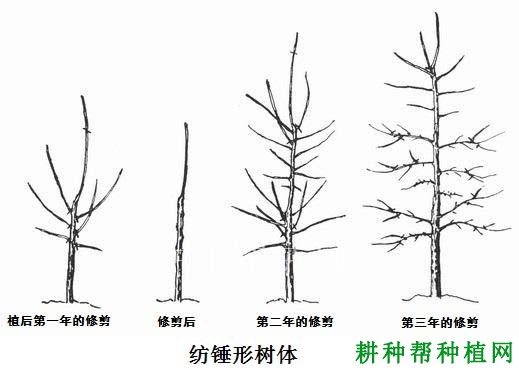 温室大棚桃树采用什么树形好？