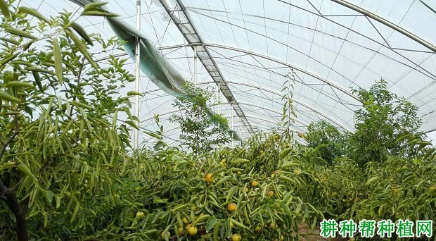 大棚种植枣树花果期如何管理？