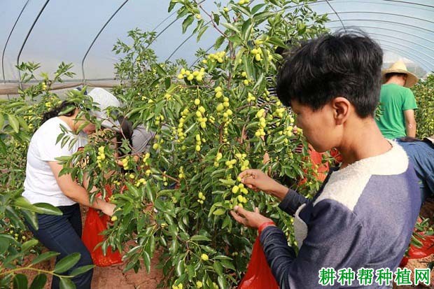 大棚种植枣树花果期如何管理？