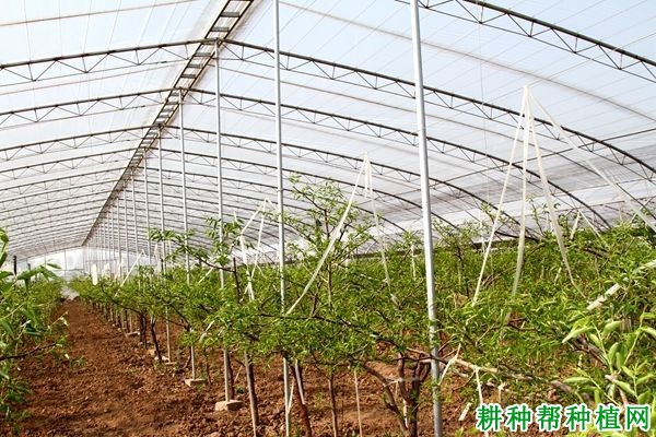 温室大棚种植枣树如何修剪？