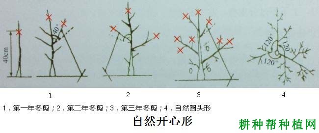 大棚枣树适宜采用什么树形？