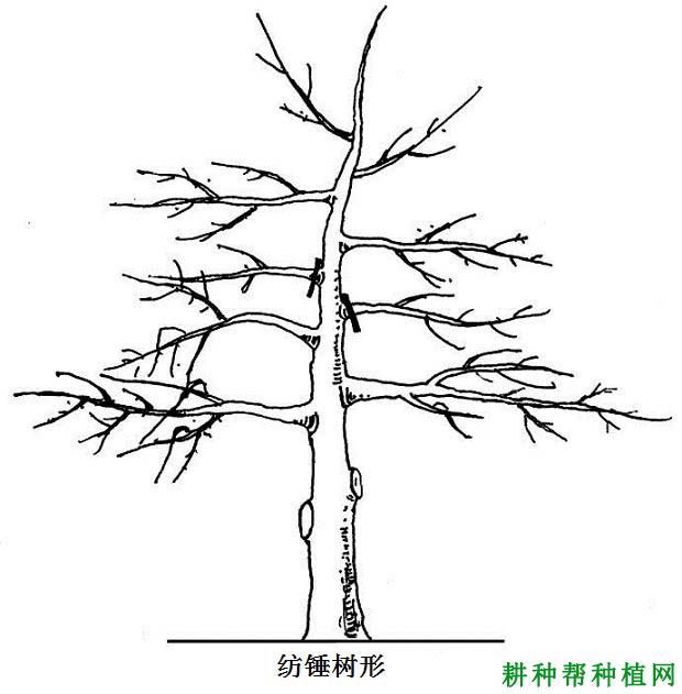 大棚枣树适宜采用什么树形？