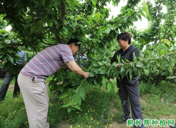 大棚樱桃树什么时候剪枝？