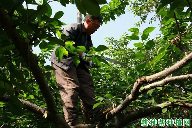 大棚樱桃树什么时候剪枝？